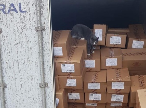 Пушистый нелегал: кот из Украины прожил на конфетах три недели, добираясь до Израиля